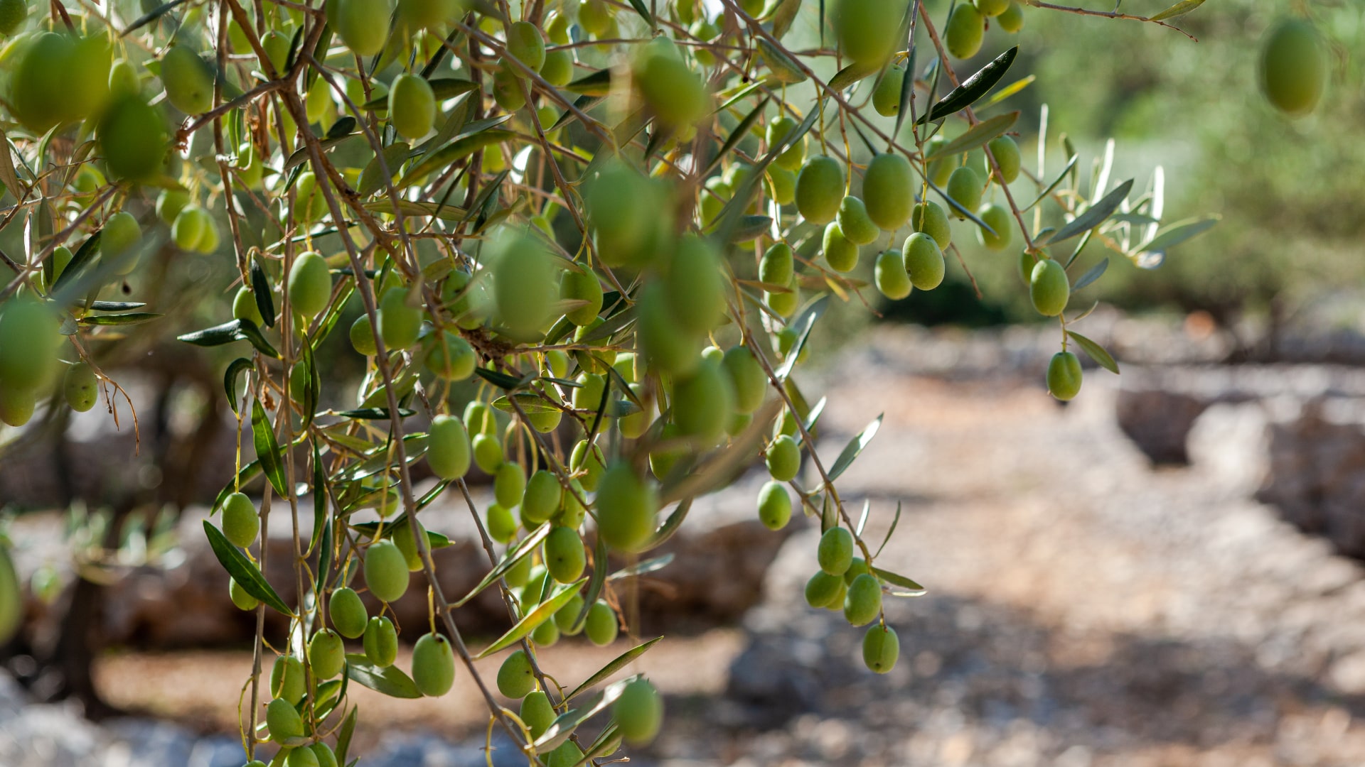 Nulla fringilla magna